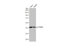 Invitrogen PSG9 Polyclonal Antibody 100 &mu;L; Unconjugated:Antibodies,