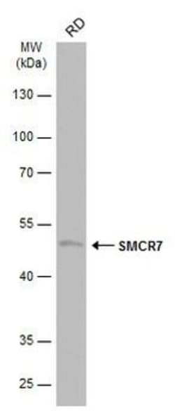 Invitrogen SMCR7 Polyclonal Antibody 100 &mu;L; Unconjugated:Antibodies,