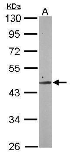 Invitrogen SMCR7 Polyclonal Antibody 100 &mu;L; Unconjugated:Antibodies,