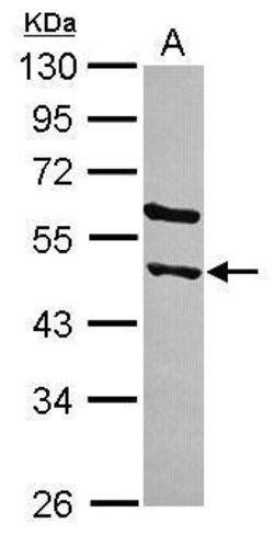 Invitrogen STAMBPL1 Polyclonal Antibody 100 μL; Unconjugated:Antibodies,