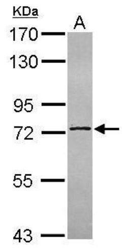 Invitrogen C14orf21 Polyclonal Antibody 100 &mu;L; Unconjugated:Antibodies,