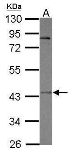 Invitrogen OTUD5 Polyclonal Antibody 100 &mu;L; Unconjugated:Antibodies,