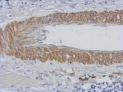 Invitrogen CHST15 Polyclonal Antibody 100 &mu;L; Unconjugated:Antibodies,