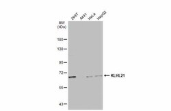 Invitrogen KLHL21 Polyclonal Antibody 100 &mu;L; Unconjugated:Antibodies,