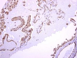 Invitrogen ASMTL Polyclonal Antibody 100 &mu;L; Unconjugated:Antibodies,