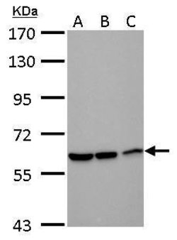 Invitrogen DDX59 Polyclonal Antibody 100 &mu;L; Unconjugated:Antibodies,