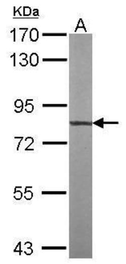 Invitrogen TTLL12 Polyclonal Antibody 100 μL; Unconjugated:Antibodies,
