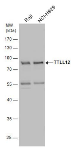 Invitrogen TTLL12 Polyclonal Antibody 100 μL; Unconjugated:Antibodies,