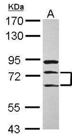 Invitrogen METTL13 Polyclonal Antibody 100 &mu;L; Unconjugated:Antibodies,