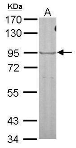 Invitrogen OXR1 Polyclonal Antibody 100 &mu;L | Buy Online | Invitrogen&trade; | Fisher Scientific