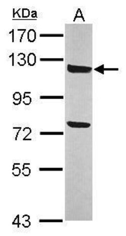 Invitrogen ANKLE2 Polyclonal Antibody 100 &mu;L | Buy Online | Invitrogen&trade; | Fisher Scientific