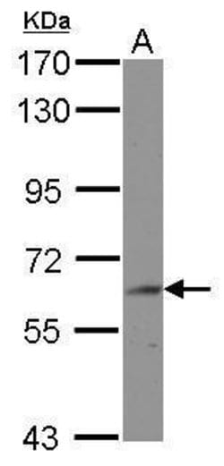 Invitrogen BIN2 Polyclonal Antibody 100 &mu;L | Buy Online | Invitrogen&trade; | Fisher Scientific
