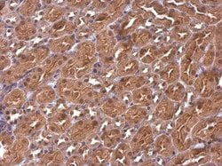 Invitrogen CBWD1 Polyclonal Antibody 100 &mu;L; Unconjugated:Antibodies,