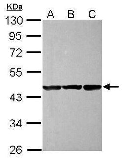 Invitrogen CBWD1 Polyclonal Antibody 100 &mu;L; Unconjugated:Antibodies,