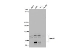 Invitrogen KIF23 Polyclonal Antibody 100 &mu;L; Unconjugated:Antibodies,