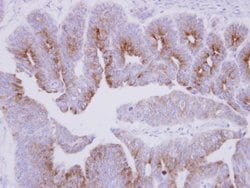 Invitrogen™ MAP7 Polyclonal Antibody