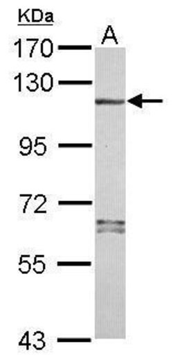 Invitrogen™ NALP7 Polyclonal Antibody