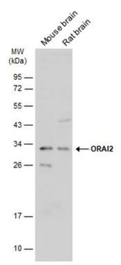 Invitrogen ORAI2 Polyclonal Antibody 100 &mu;L | Buy Online | Invitrogen&trade; | Fisher Scientific