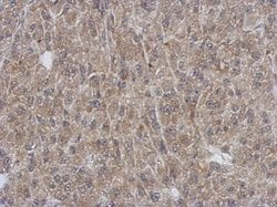 Invitrogen SH3YL1 Polyclonal Antibody 100 &mu;L; Unconjugated:Antibodies,