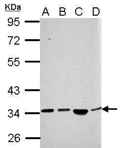 Invitrogen SH3YL1 Polyclonal Antibody 100 &mu;L; Unconjugated:Antibodies,