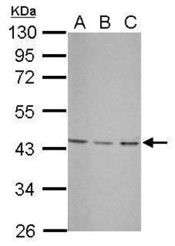 Invitrogen UBXN1 Polyclonal Antibody 100 &mu;L; Unconjugated:Antibodies,