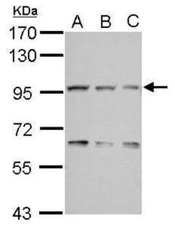 Invitrogen COG3 Polyclonal Antibody 100 &mu;L; Unconjugated:Antibodies,