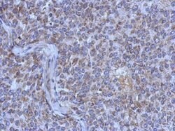 Invitrogen MRPL44 Polyclonal Antibody 100 &mu;L; Unconjugated:Antibodies,