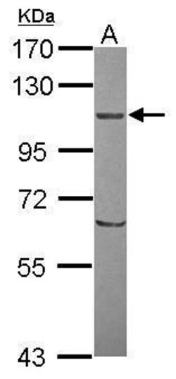 Invitrogen ORP8 Polyclonal Antibody 100 &mu;L; Unconjugated:Antibodies,