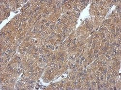 Invitrogen PHYHIP Polyclonal Antibody 100 &mu;L; Unconjugated:Antibodies,