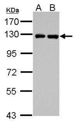 Invitrogen PITRM1 Polyclonal Antibody 100 &mu;L; Unconjugated:Antibodies,