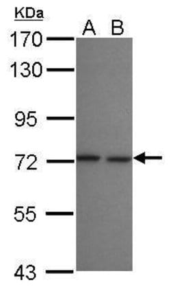 Invitrogen LZTR2 Polyclonal Antibody 100 &mu;L; Unconjugated:Antibodies,