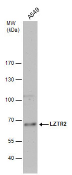 Invitrogen LZTR2 Polyclonal Antibody 100 &mu;L; Unconjugated:Antibodies,