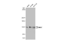 Invitrogen SMG7 Polyclonal Antibody 100 &mu;L; Unconjugated:Antibodies,