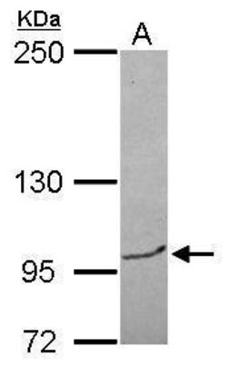 Invitrogen BRPF3 Polyclonal Antibody 100 &mu;L; Unconjugated:Antibodies,
