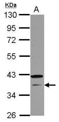 Invitrogen CNTD1 Polyclonal Antibody 100 &mu;L; Unconjugated:Antibodies,