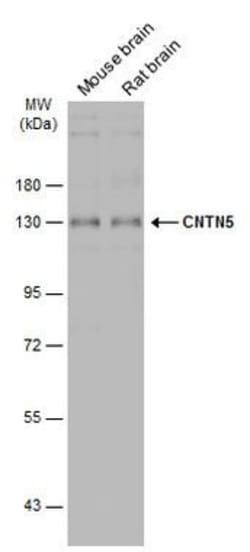 Invitrogen Contactin 5 Polyclonal Antibody 100 &mu;L; Unconjugated:Antibodies,