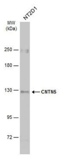 Invitrogen Contactin 5 Polyclonal Antibody 100 &mu;L; Unconjugated:Antibodies,