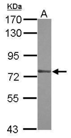 ZXDA Polyclonal Antibody, Invitrogen 100 μL; Unconjugated:Antibodies,