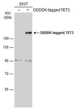 Invitrogen TET3 Polyclonal Antibody 100 &mu;L; Unconjugated:Antibodies,