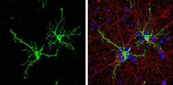 Invitrogen FABP7 Polyclonal Antibody 100 &mu;L; Unconjugated:Antibodies,