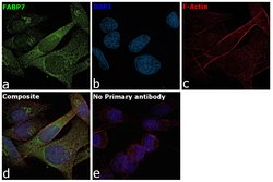 Invitrogen FABP7 Polyclonal Antibody 100 &mu;L; Unconjugated:Antibodies,
