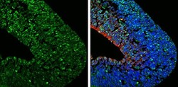 Invitrogen FABP7 Polyclonal Antibody 100 &mu;L; Unconjugated:Antibodies,