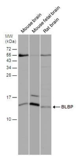 Invitrogen FABP7 Polyclonal Antibody 100 &mu;L; Unconjugated:Antibodies,