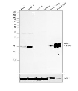 Invitrogen FABP7 Polyclonal Antibody 100 &mu;L; Unconjugated:Antibodies,