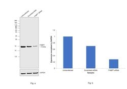 Invitrogen FABP7 Polyclonal Antibody 100 &mu;L; Unconjugated:Antibodies,