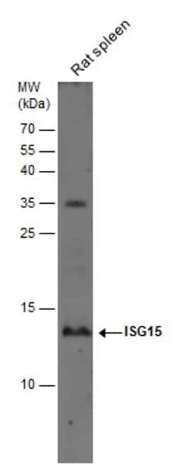 Invitrogen ISG15 Polyclonal Antibody 100 &mu;L | Buy Online | Invitrogen&trade; | Fisher Scientific