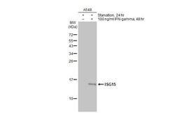 Invitrogen ISG15 Polyclonal Antibody 100 &mu;L | Buy Online | Invitrogen&trade; | Fisher Scientific