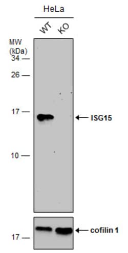 Invitrogen ISG15 Polyclonal Antibody 100 &mu;L | Buy Online | Invitrogen&trade; | Fisher Scientific