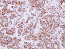 Invitrogen&trade;&nbsp;COMMD10 Polyclonal Antibody