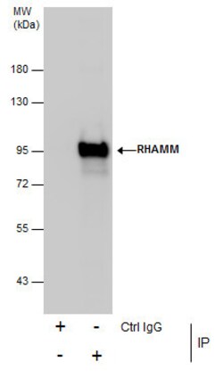 Invitrogen RHAMM Polyclonal Antibody 100 &mu;L; Unconjugated:Antibodies,